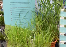 One of the novelties of De Jong Plant is their Eco2Grass, also known as Elephant Grass. It won the third prize in the Best Market Release at the show. Interesting is that this grass has six times more CO2 absorption than a tree forest. 